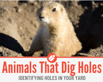 13 Animals That Dig Holes in Yard - Identifying Holes in Yard