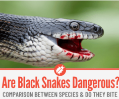 Are Black Snakes Poisonous or Dangerous? Do They Bite?