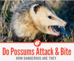 Do Possums Attack and Bite People - Are they Dangerous?