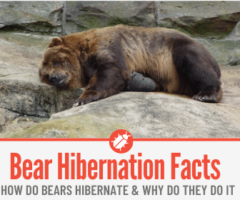 Bear Hibernation - Why Do Bears Hibernate & How Do they Do it!