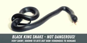 poisonous snakes rattling kingsnakes