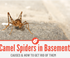 Camel Spider Crickets In Basement & How to Get Rid of Them from Basement