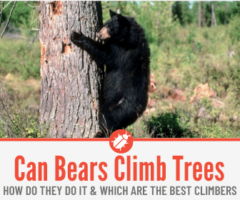 Can Bears Climb Trees - Why Do Bears Climb Trees & How Well