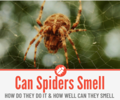 Can Spiders Smell -Do Spiders Have a Sense of Smell?