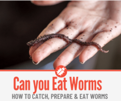 Can you Eat Worms - How To Eat Worms & What Do they Taste Like