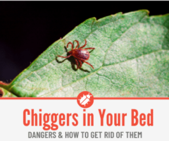 Can Chiggers Live in your Bed - Signs & Getting Rid of Them from Bed & Coach