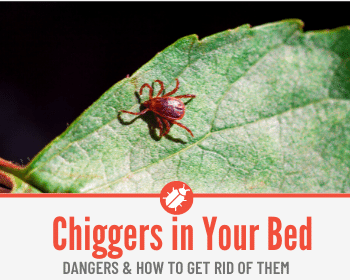 chiggers