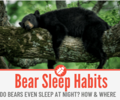 Bear Sleep Habits - Grizzlies, Black, Brown & Polar Bears