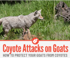 Will Coyotes Attack & Eat Goats -How to Protect Goats From Coyotes