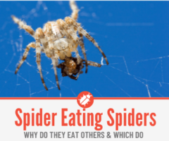 Do Spiders Eat Other Spiders - Comparison Between Spiders