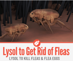 Does Lysol Kill Fleas -In Home & On Pets