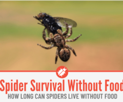 How Long Can Spiders Live Without Food or Water