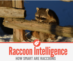 How Smart Are Raccoons - Raccoon Intelligence FACTS