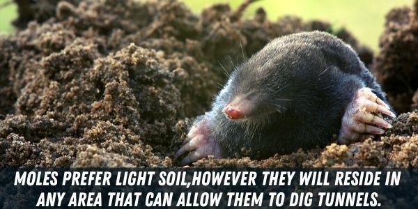 13 Animals That Dig Holes In Yard Identifying Holes In Yard Pests Hero