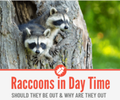 Raccoons out During the Day- Why & Are Raccoons Nocturnal?