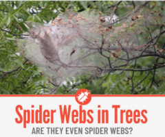 Spider Webs in Trees -What Are they & How to Get Rid of them