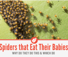 Do Spiders Eat Their Babies? Spiders that Do & Reason Behind it.