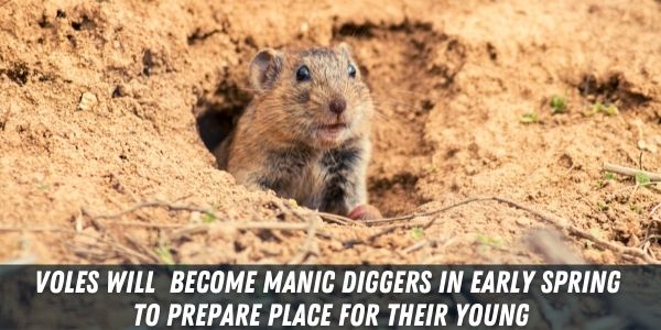 13 Animals That Dig Holes In Yard Identifying Holes In Yard Pests Hero