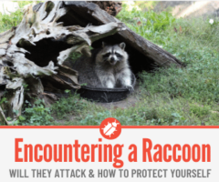 Encountering a Raccoon -What to Do If a Raccoon Approaches You