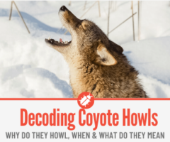 Why Do Coyotes Yip – Understanding Coyote Yipping Sounds - Pests Hero