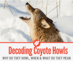 Why do Coyotes Howl - Decoding The Coyote Howl