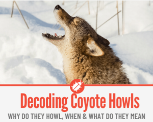 Why do Coyotes Howl – Decoding The Coyote Howl - Pests Hero