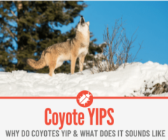 Why Do Coyotes Yip - Understanding Coyote Yipping Sounds