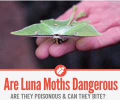 Are Luna Moths & Caterpillars Poisonous or Dangerous? Do they Bite?