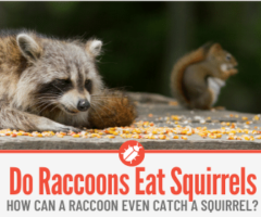 Do Raccoons Eat Squirrels