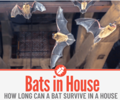 How Long Can a Bat Survive in a House - Signs of Bats in your House