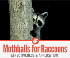 Do Mothballs Keep Raccoons Away? Mothballs To Repel Raccoons