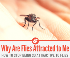 Why are Flies Attracted to Me & Land on me