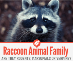 Are Raccoons Rodents , Marsupials or Vermins?