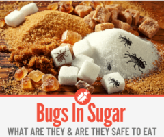 What Are the Bugs In my Sugar & Weevils In Sugar Bags