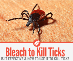 Does Bleach Kill Ticks - In Home & Yard