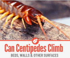 Can Centipedes Climb - Beds ,Walls & Other Surfaces