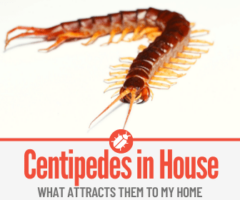 What Attracts Centipedes to my House & Where Do They Come From