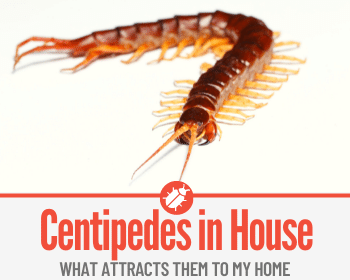 Four Easy Tricks To Keep Centipedes Away