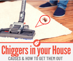 Chiggers In Your House -Signs & How to Get Rid of Them