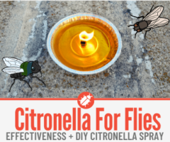 Does Citronella Repel Flies - Candles , Sprays & Incense