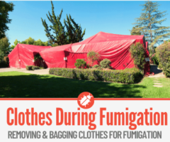 What to do With Clothes During Fumigation