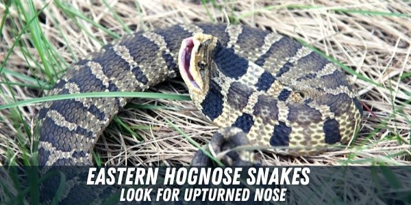 10 Snakes That Look Like Copperheads – Identification Guide - Pests Hero