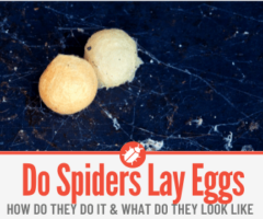 Do Spiders Lay Eggs - How, When & How many Eggs!