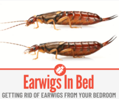 Earwigs In my Bed - Causes & Preventing Earwigs in Bedroom