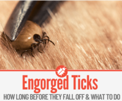 Engorged Ticks Falling Off -How long To Engorge & What to Do!