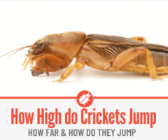 How High Can Crickets Jump , How Far & How Do they Jump!