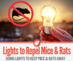 Lights On To Keep Mice & Rats Away!