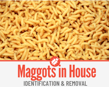 maggots in house