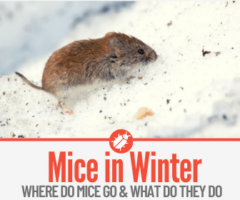 What Do Mice Do in the Winter - Can a Mouse Freeze to Death?