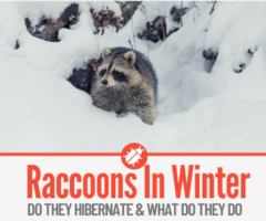 Do Raccoons Hibernate - What Do Raccoons Do in Winter